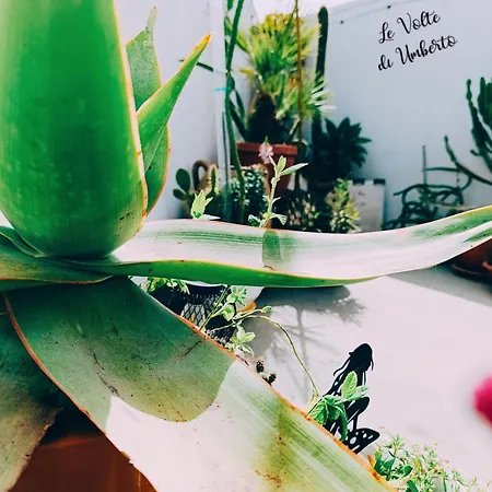 Le Volte Di Umberto Scirocco