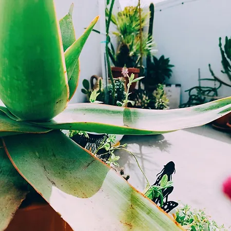 Le Volte Di Umberto Scirocco Sogliano Cavour